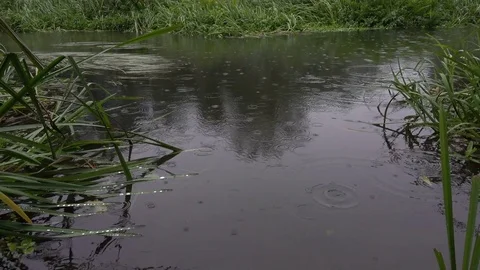 Rain drops fall into the water. Stock Footage 81081166