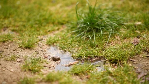 Rain drops fall on wet grass Stock Footage 129625140
