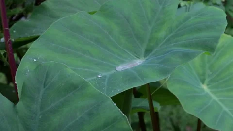 Rain drops falling and collecting on taro (Colocasia esculenta) leaf, 4K Stock Footage
