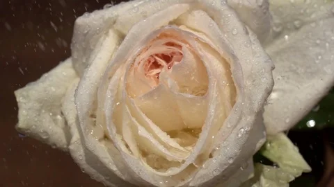 Rain drops falling on beautiful champagne rose in slow motion Видео 90450006