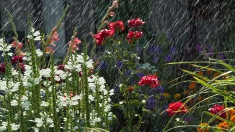 Rain Drops Falling on Beautiful flowers in the garden in the sun Stock Footage 167857959