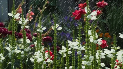 Rain Drops Falling on Beautiful flowers in the garden in the sun Stock Footage 169106192