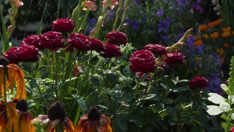Rain Drops Falling on Beautiful flowers in the garden in the sun Stock Footage 169609149