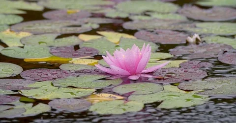 Rain drops falling blooming on waterlily, waterplant and water, 4K Stock Footage 79326490