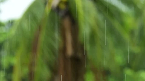 Rain drops falling on a blurred out of focus tropical palm tree background. Stock Footage 131735078