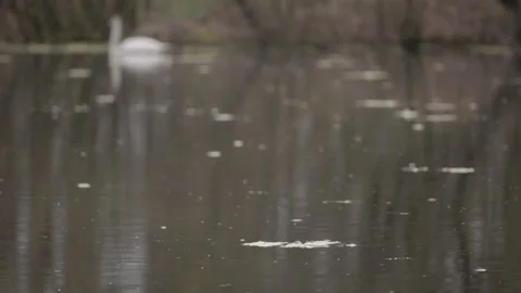 Rain Drops Falling on Calm Pond Swan Background 4K 60p Stock Footage 334292359