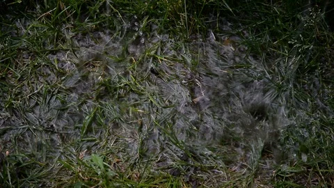 Rain drops falling down to grass field Stock Footage 89545959