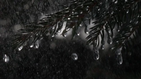 Rain drops falling on fir branches with frozen icicles in slow motion Vidéo 88072972