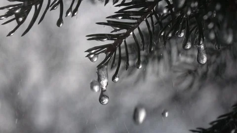 Rain drops falling from fir needles and frozen icicles in ultra slow-mo 库存影片 88074029