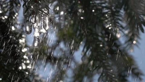 Rain drops falling from fir needles and frozen icicles. Slow motion. Vídeos de archivo 89862434