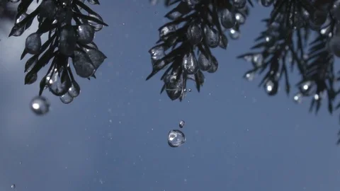 Rain drops falling from fir needles and glittering frozen icicles Vídeo Stock 90656820