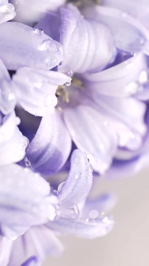 Rain drops falling on a flowers hyacinth. Macro shot, slow motion. Stock Footage 303907164