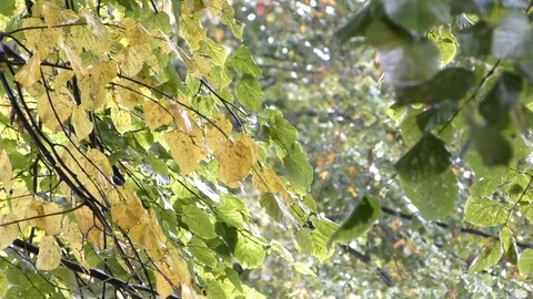 Rain drops falling Video stock 94707064