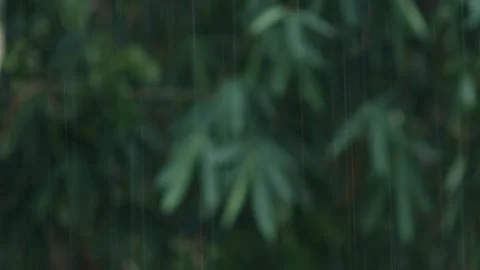 Rain Drops Falling in forest background. Stock Footage 308019169