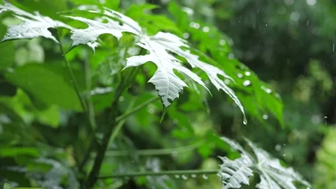 Rain drops falling on fresh green leaves, heavy rain, strong winds. Stock Footage 141712982