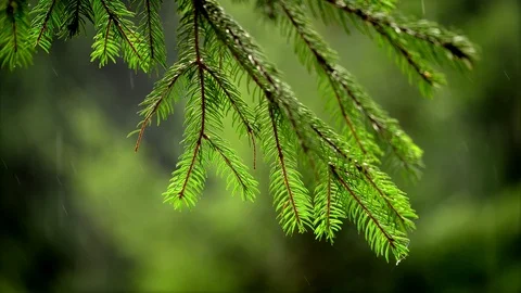 Rain drops falling on Fresh young pine tree branches Close-up view of coniferous Vidéo 102130825