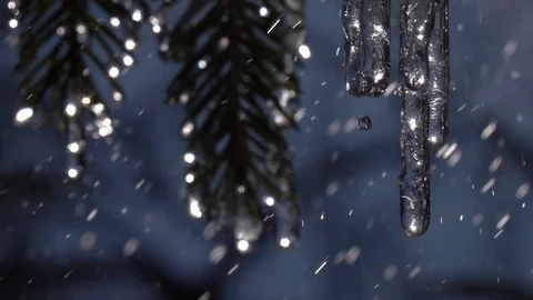Rain drops falling from frozen icicles on fir branches in slow motion. Vídeos de archivo 89862426