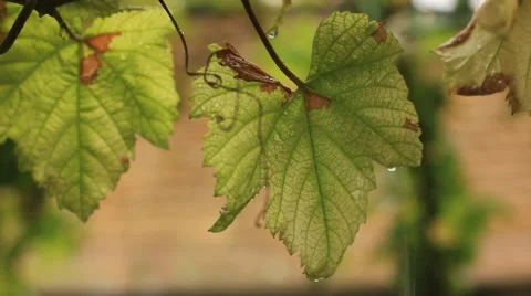 Rain drops falling on grape leaves Stock Footage 45277901