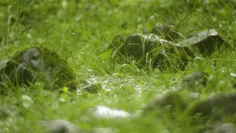 Rain drops falling on grass and rocks in the forest during monsoon Stock Footage 72503056