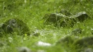 Rain Drops Falling On Grass And Rocks In The Forest During Monsoon Stock Footage