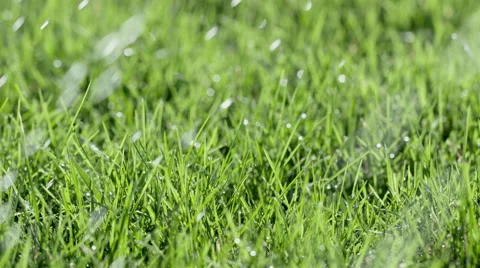 Rain drops falling on grass in slow motion 4K Stock Footage 49779845