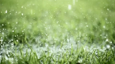 Rain Drops Falling in the Grass in Slow Motion Super Camera  4K at 240 FPS Stock Footage 147288986