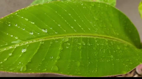 Rain Drops Falling on Green Banana Leaves Swaying in Wind Video stock 338005052