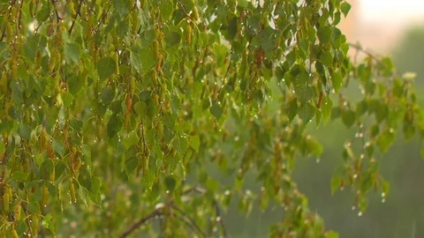 Rain drops falling on green birch leaves 스톡 동영상 70532523