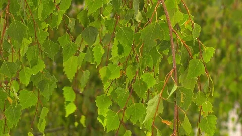 Rain drops falling on green birch leaves Stock Footage 70533080