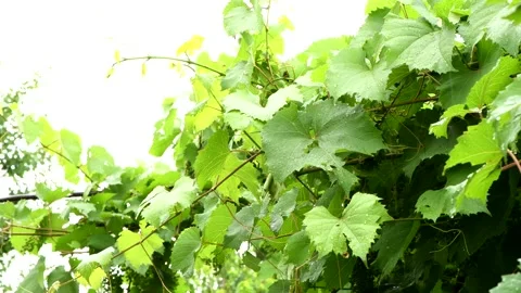 Rain drops falling on green grape leaves. Stock Footage 160405058