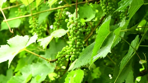 Rain drops falling on green grape leaves. Stock Footage 160405279
