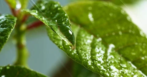 Rain drops falling from green leafy Vídeo Stock 105376138