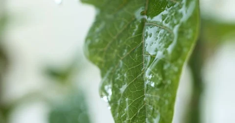 Rain drops falling from green leafy Stock Footage 105376875