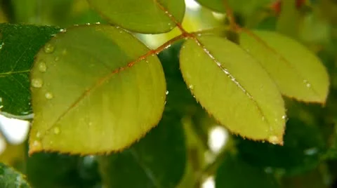 Rain Drops Falling on Green Leaves, 1080p Video stock 13428325