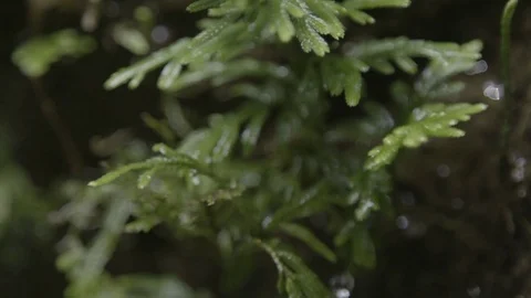 Rain drops falling on the green leaves Stock Footage 74908284