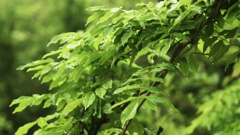 Rain drops falling on green leaves 動画素材 78489985