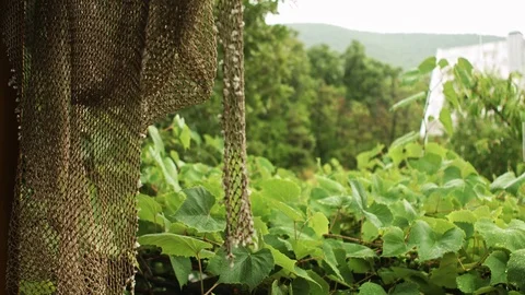 Rain drops falling on green leaves Stock Footage 78490230