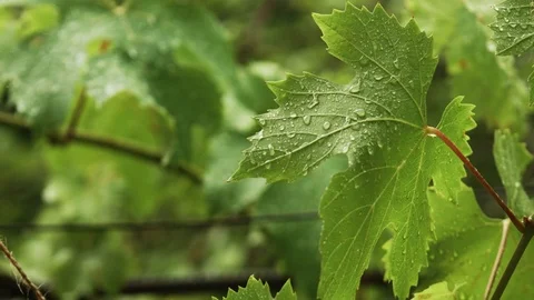 Rain drops falling on green leaves 스톡 동영상 78490791