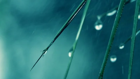Rain drops falling from green leaves in slow motion. Natural background. Vídeos de archivo 123427709