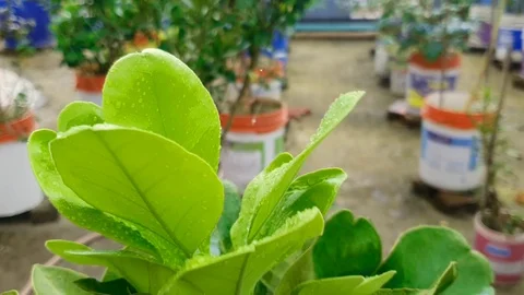 Rain drops falling on green leaves of a plant on rooftop while wind blowing Stock Footage 129882130