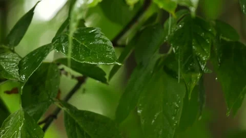 Rain drops falling on green leaves. Close up . Stock Footage 134520976
