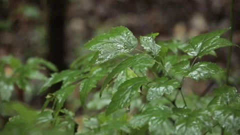 Rain drops falling on green leaves in a forest Stock Footage 140275809