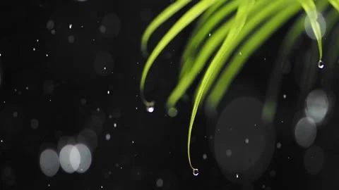 Rain drops falling on green leaves in dark setting Stock Footage 343709291