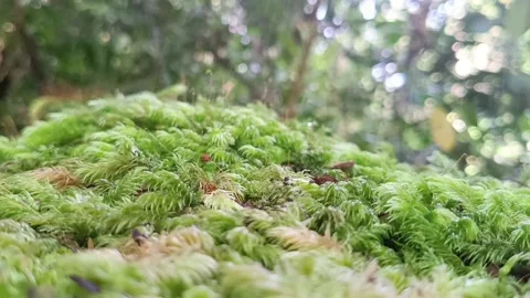 Rain Drops Falling on Green Moss in Tropical Rainforest Macro Shot" Stockbeeldmateriaal 332152810