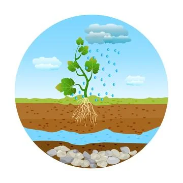Rain drops falling on the green sprout with roots in the soil. Stock Illustration