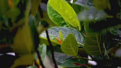 Rain drops falling on green tree leaves Stock Footage 322570495