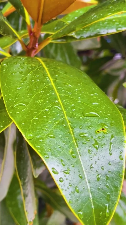 Rain Drops Falling on Large Green Ficus Leaves in a Tropical Environment Stock Footage 346518578