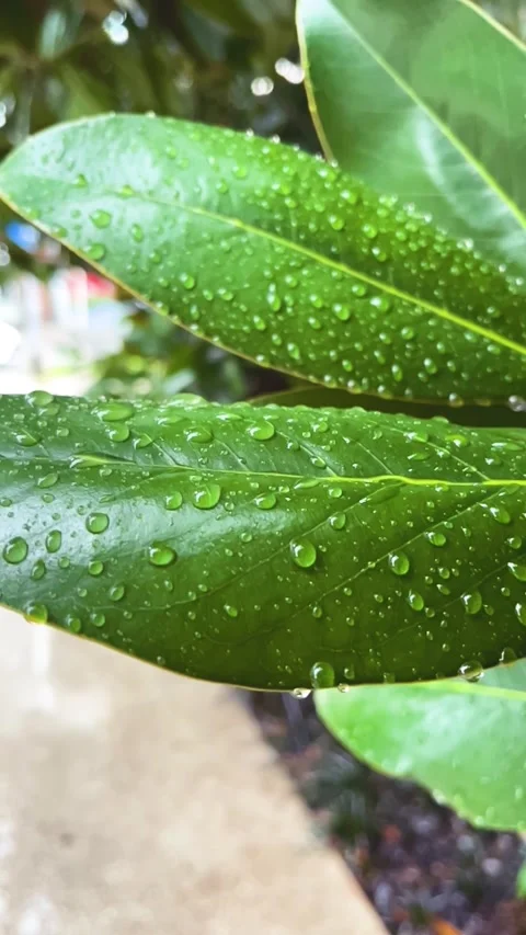 Rain Drops Falling on Large Green Ficus Leaves in a Tropical Environment Stock Footage 346518721