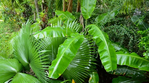 Rain drops falling on the large  leaves Video stock 33293677