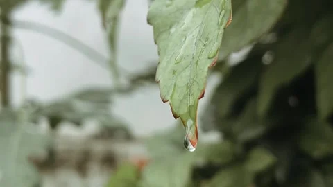 Rain Drops Falling from Leaf | Close Up Nature Rain Video Видео 315206119